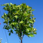 Platan javorolistý (Platanus x acerifolia)  ´ALPHEN ´S GLOBE´- výška 280-320 cm, kont. C35L